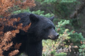 Black Bear | Clearwater